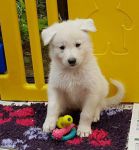 Berger blanc suisse