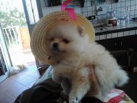 Chiot type spitz nain