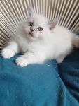 Adorable chaton Ragdoll a donner