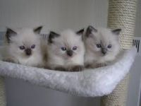 Adorable Chaton Ragdoll