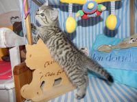 british shorthair disponible