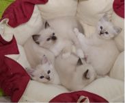 chatons sacre de birmanie loof