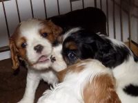 a donner chiot Cavalier King Charles Spaniel