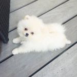 Magnifique chiots type Spitz Nain