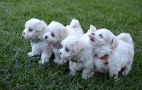 Superbes bbs Bichon Mle et Femelle