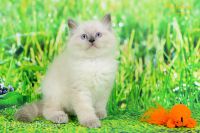 Adorable chaton Ragdoll a donner