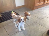 ADOPTION CHIOTS CAVALIER KING CHARLES SPANIEL