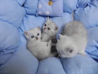 british shorthair disponible