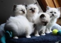 chatons sacre de birmanie loof