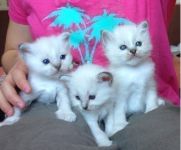 chatons sacre de birmanie loof