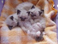 chatons sacre de birmanie loof