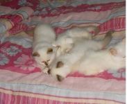 chatons sacre de birmanie loof