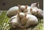 chatons sacre de birmanie loof