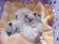 chatons sacre de birmanie loof