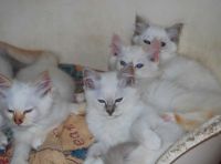 chatons sacre de birmanie loof