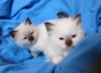 chatons sacre de birmanie loof