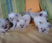 chatons sacre de birmanie loof