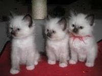 chatons sacre de birmanie loof