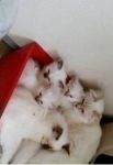 chatons sacre de birmanie loof