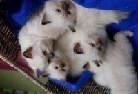 chatons sacre de birmanie loof