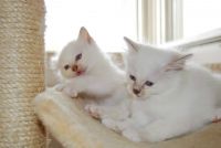 chatons sacre de birmanie loof