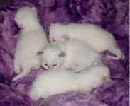 chatons sacre de birmanie loof