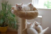 chatons sacre de birmanie loof