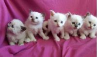 chatons sacre de birmanie loof