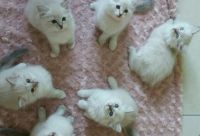 Chaton Ragdoll a donner