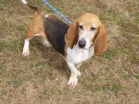 TYPE BASSET ARTESIEN