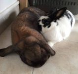 Couple de lapin