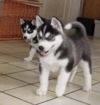 Chiot de race husky siberien