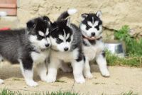 Husky Siberien A Donner Contre bon soin