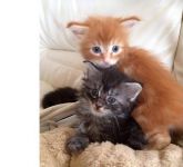 Chatons maine coon disponible
