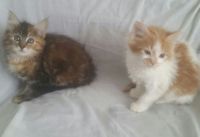 Chatons maine coon disponible