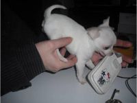 A Donner Chiot type chihuahua femelle