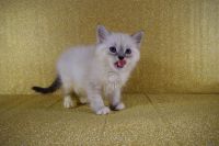 2 Chatons Siberien disponible