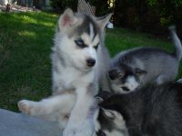 donne superbes bbs husky poil long LOF