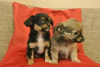 Chiot type chihuahua mle