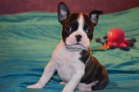 Superbes chiots Boston Terrier