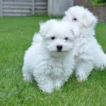 a adopter joli chiot bichon maltaise