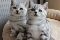 2 British shorthair Disponible de suite