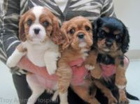 Cavalier King Charles LOF a donner