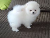 Magnifique chiots de Race Spitz nain