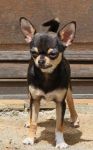 Don magnifique Chihuahua