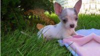 Adorable chiot chihuahua cherche famille