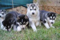 Chiots Husky Siberien A Donner Contre bon soin