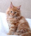 Magnifiques chatons maine coon