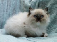 Chatons Ragdoll de pure race