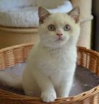 Adorable British Shorthair